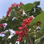 Clerodendrum trichotomum